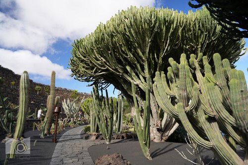 cactus_garden_13.JPG