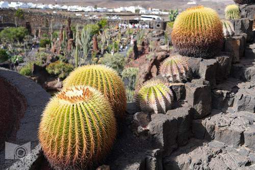 cactus_garden_24.JPG