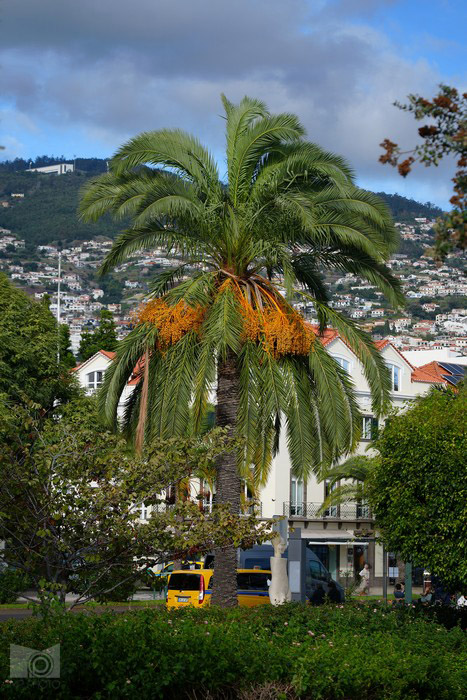 funchal_108.JPG