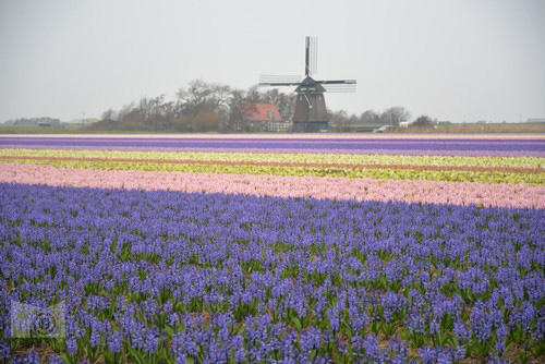 holland_23_egyeb_25.JPG