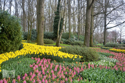 keukenhof_5.JPG