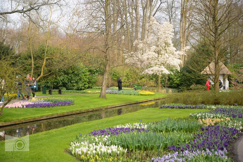 keukenhof_51.JPG