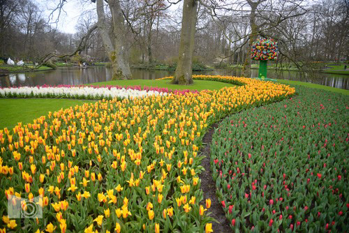 keukenhof_61.JPG