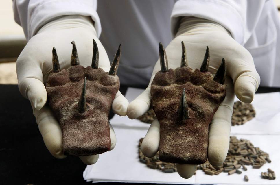 pair-metal-claws-found-tomb-moche-culture-recently-excavated-huaca-de-la-luna.jpg