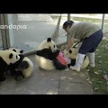 Elengedés panda-módra