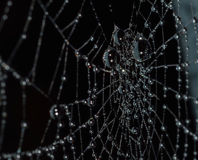 arachnid-close-up-cobweb-276347.jpg