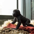 Luxuságyneműt kaptak a gorillák a chicagói állatkertben