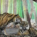 Túl van az első randin a nyíregyházi állatkert két szumátrai tigrise