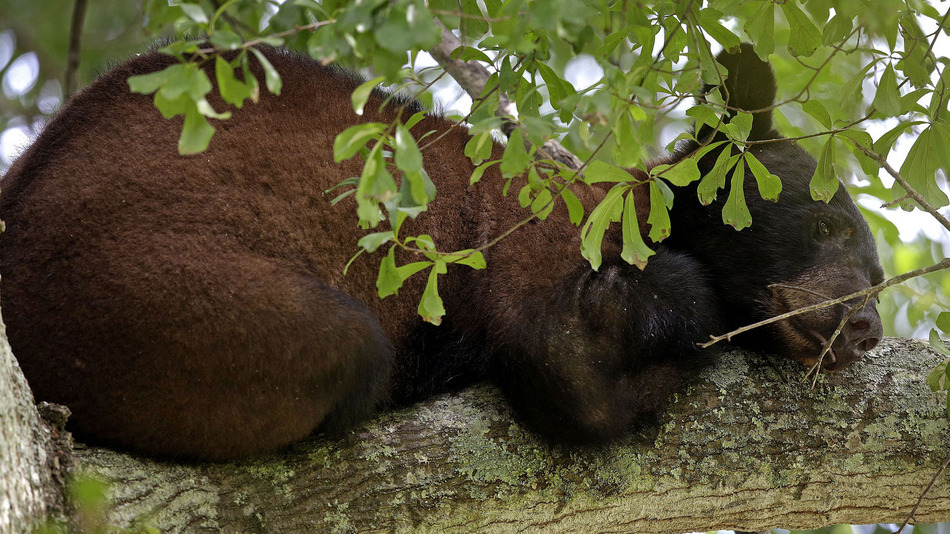 louisiana_black_bear.jpg