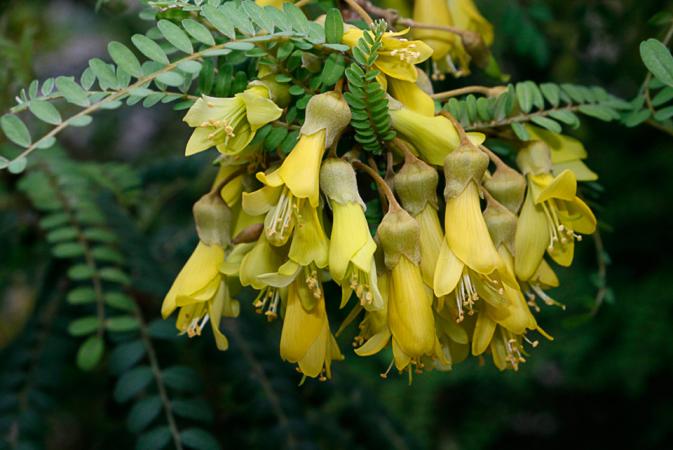 sophora-toromiro-jbm018320.jpg