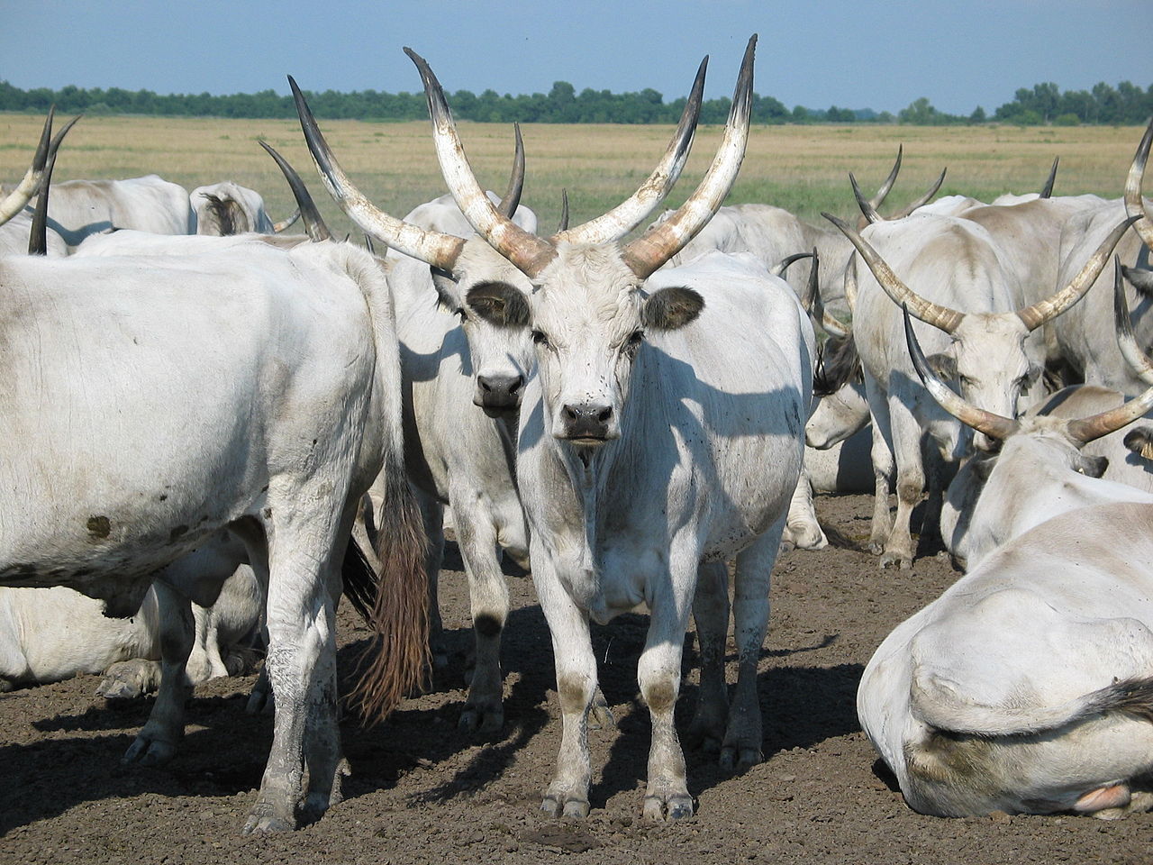 1280px-hungarian_grey_cattle10.jpg