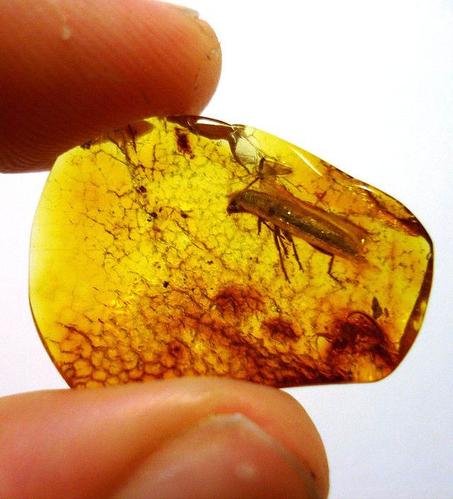 640px-baltic_amber_-_coleoptera_cleridae_-_length_10_mm.JPG