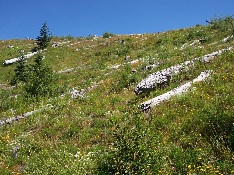 800px-mt_st_helens_johnston_ridge_25_years_later.jpg