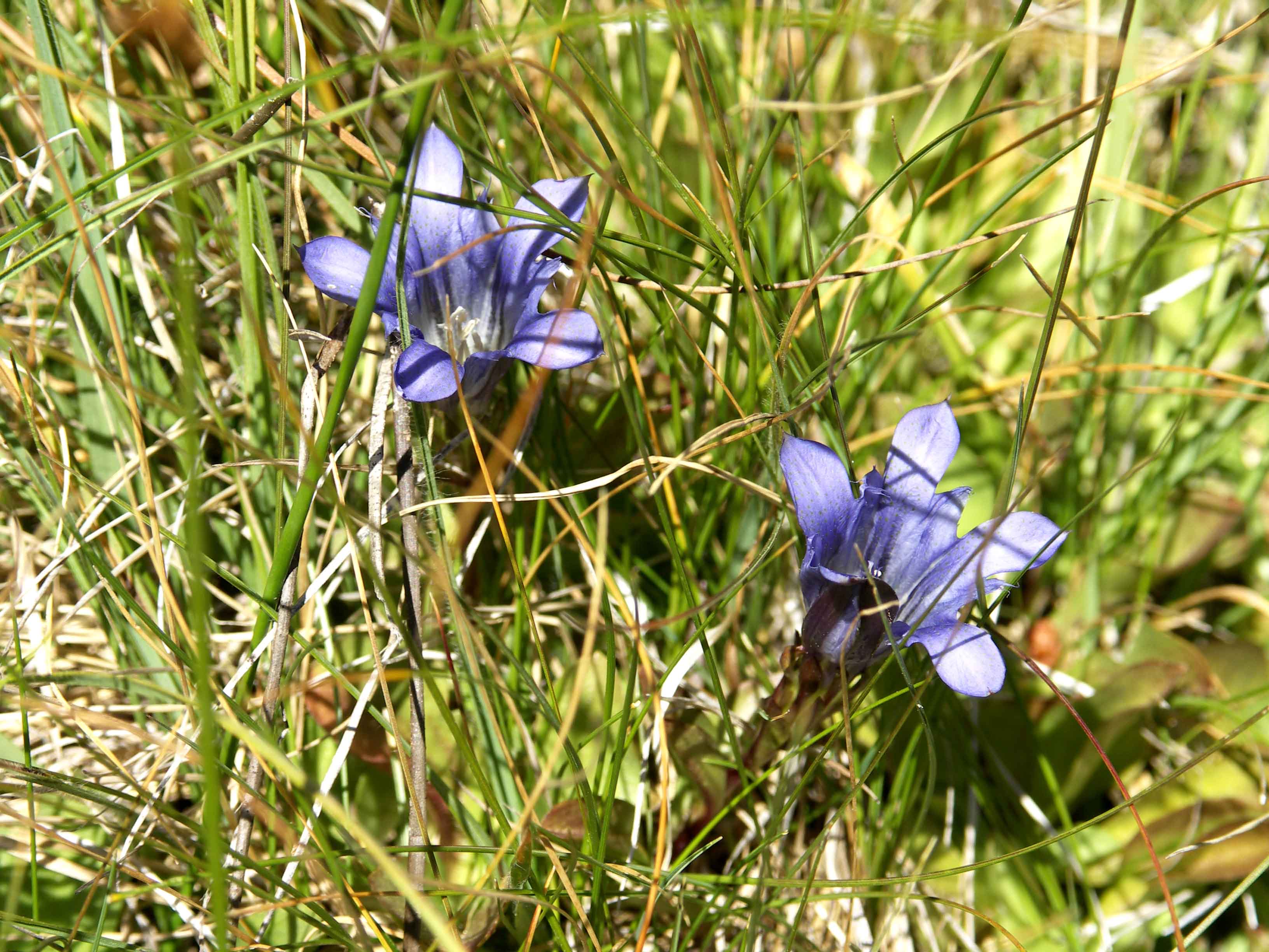 PICT0141Explorer's Gentian (Gentiana calycosa).JPG