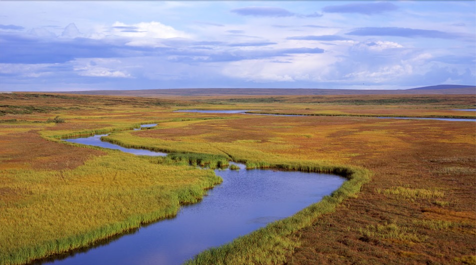 beringia6_01.jpg