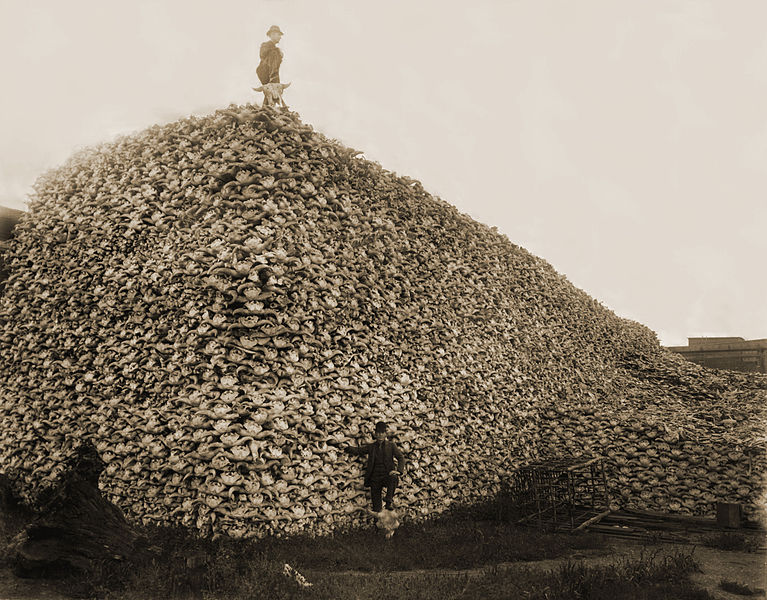 bison_skull_pile-restored_0.jpg