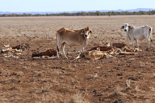 cattle-live-exports-colwell-station.jpg