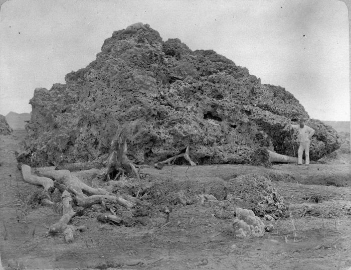 collectie_tropenmuseum_groot_brok_koraal_uit_zee_dat_bij_anjer_op_land_is_geworpen_na_de_uitbarsting_van_de_krakatau_in_1883_tmnr_60005541.jpg