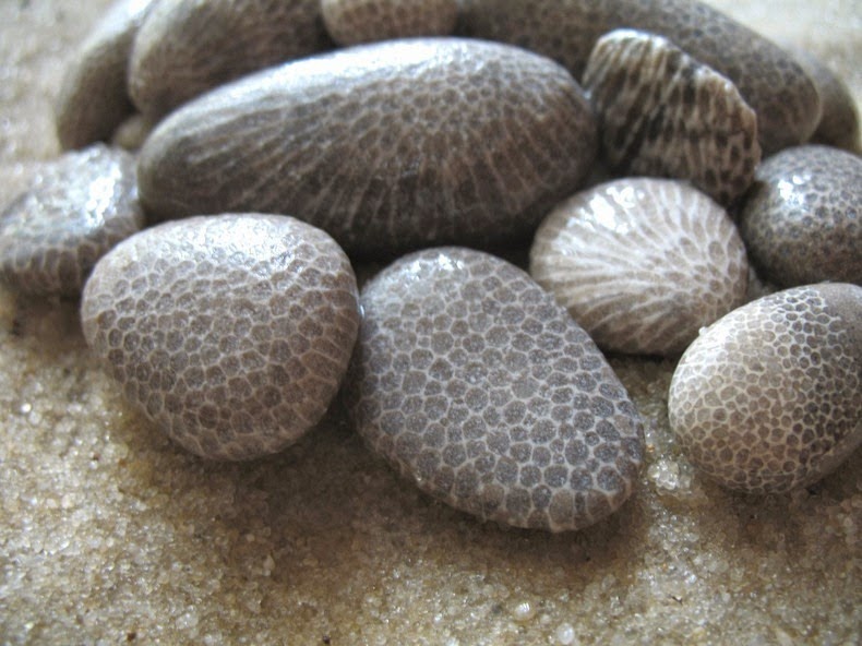 petoskey-stones-3_2.jpg