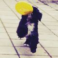 FrisBoo #boo #cukiság #tibetanterrier #frisbee #mik #dogsofinstagram #cute
