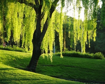 nice_willow_tree.jpg
