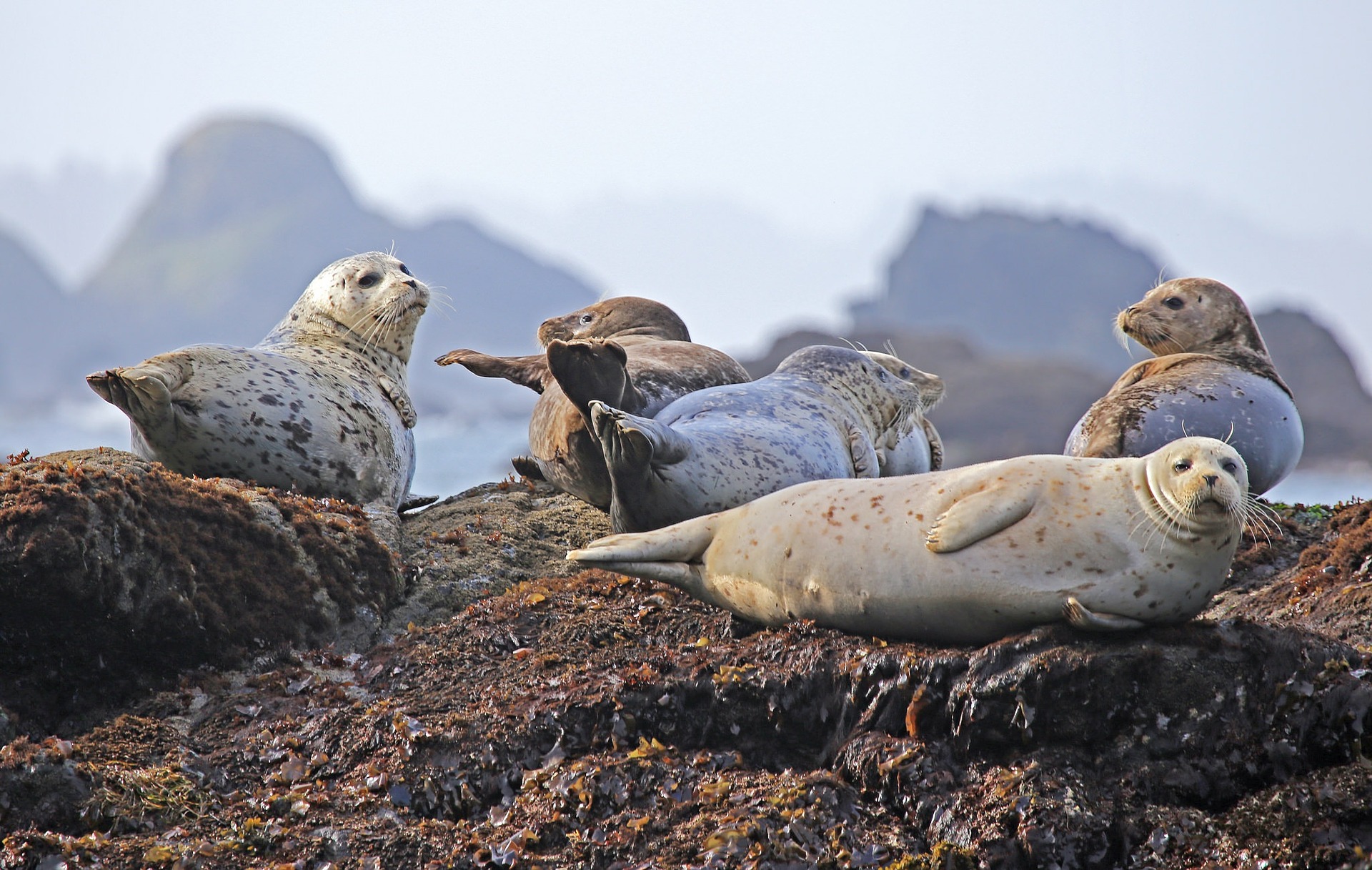 seals-902509_1920.jpg