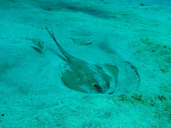 common_stingray_tenerife.jpg