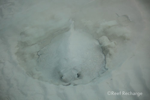 reef-recharge-maldives-stingray-burying-in-sand-17.jpg