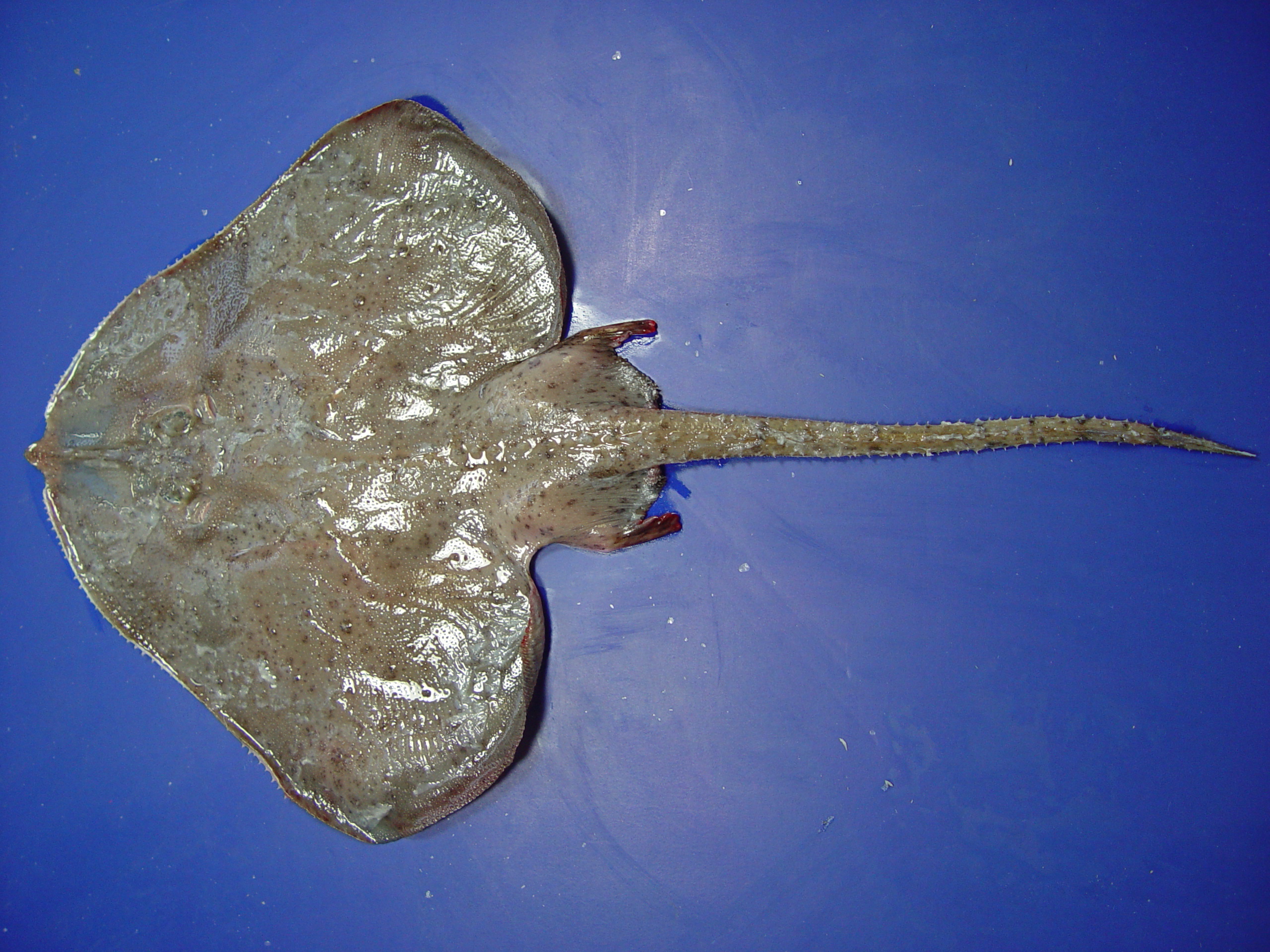 spinose_skate_breviraja_spinosa.jpg