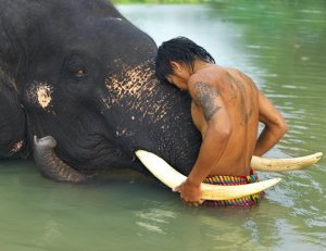 Kristine elephant