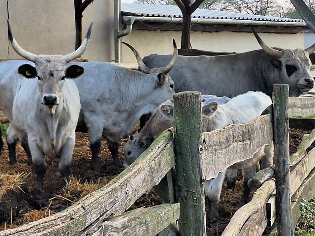 A magyar szürkemarha