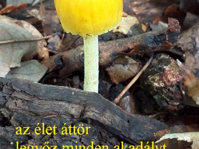 Haiga
