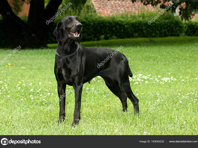 Wilhelm