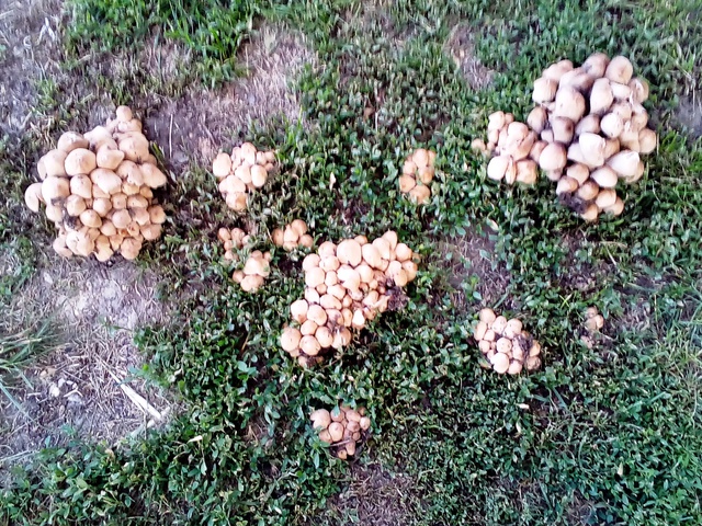 Hat haiku a temetőkertből