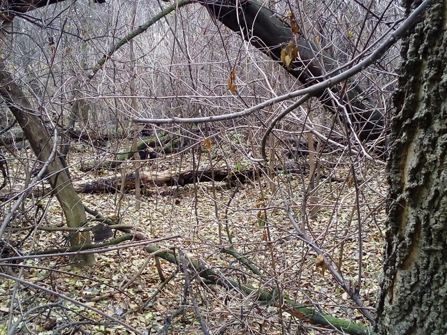 Tél-nász