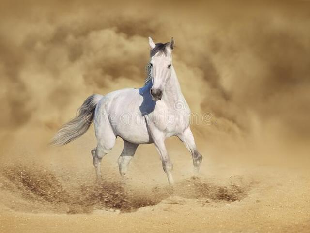A Horse with No Name
