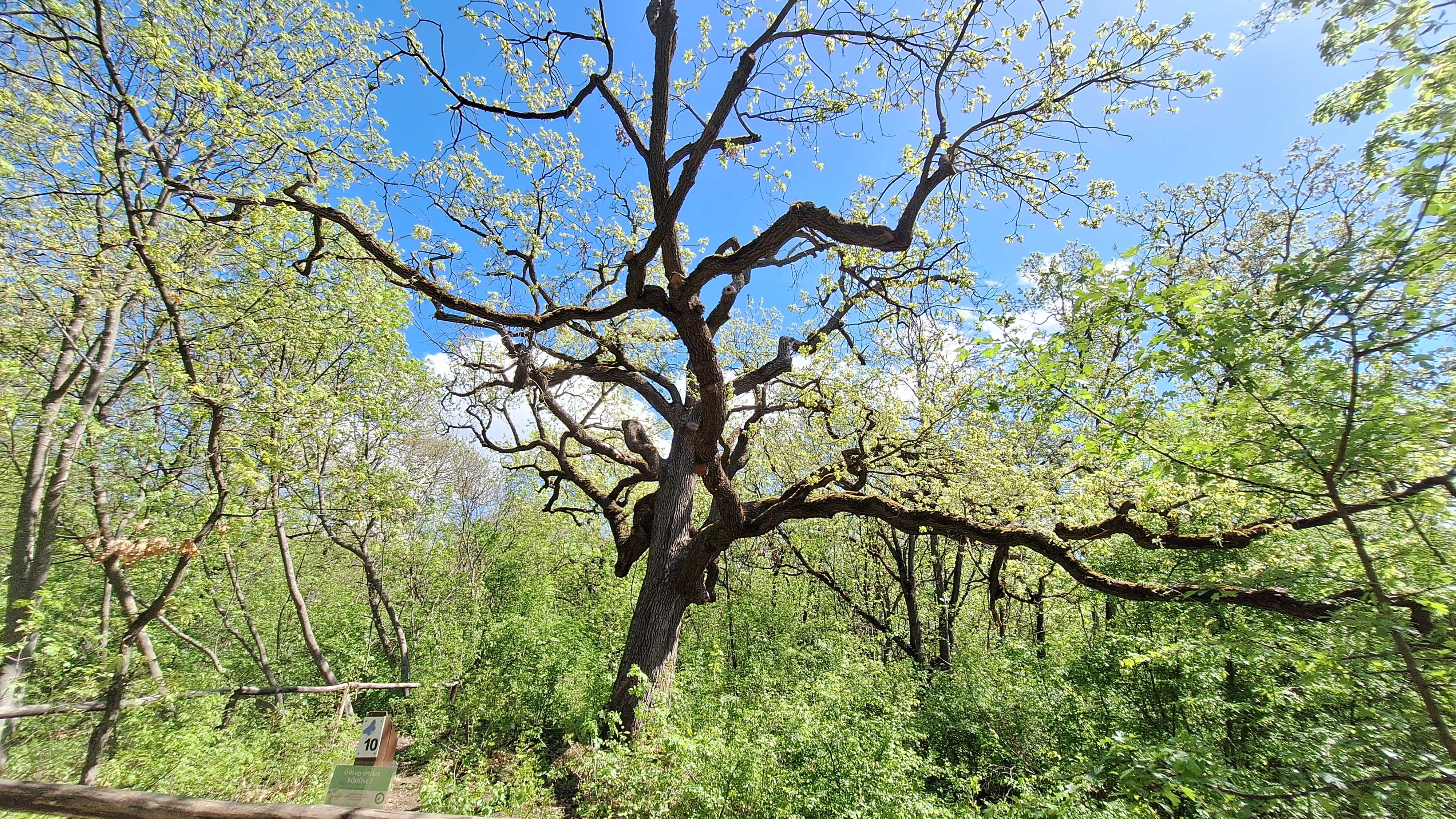 16_bohonc.jpg