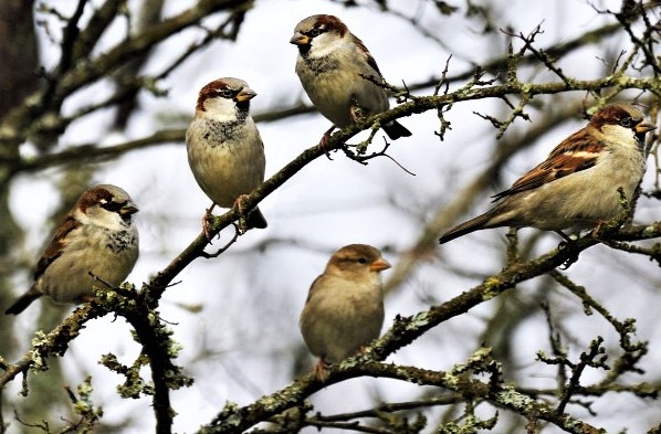 20211116house-sparrows-passer-domesticus-in.jpg