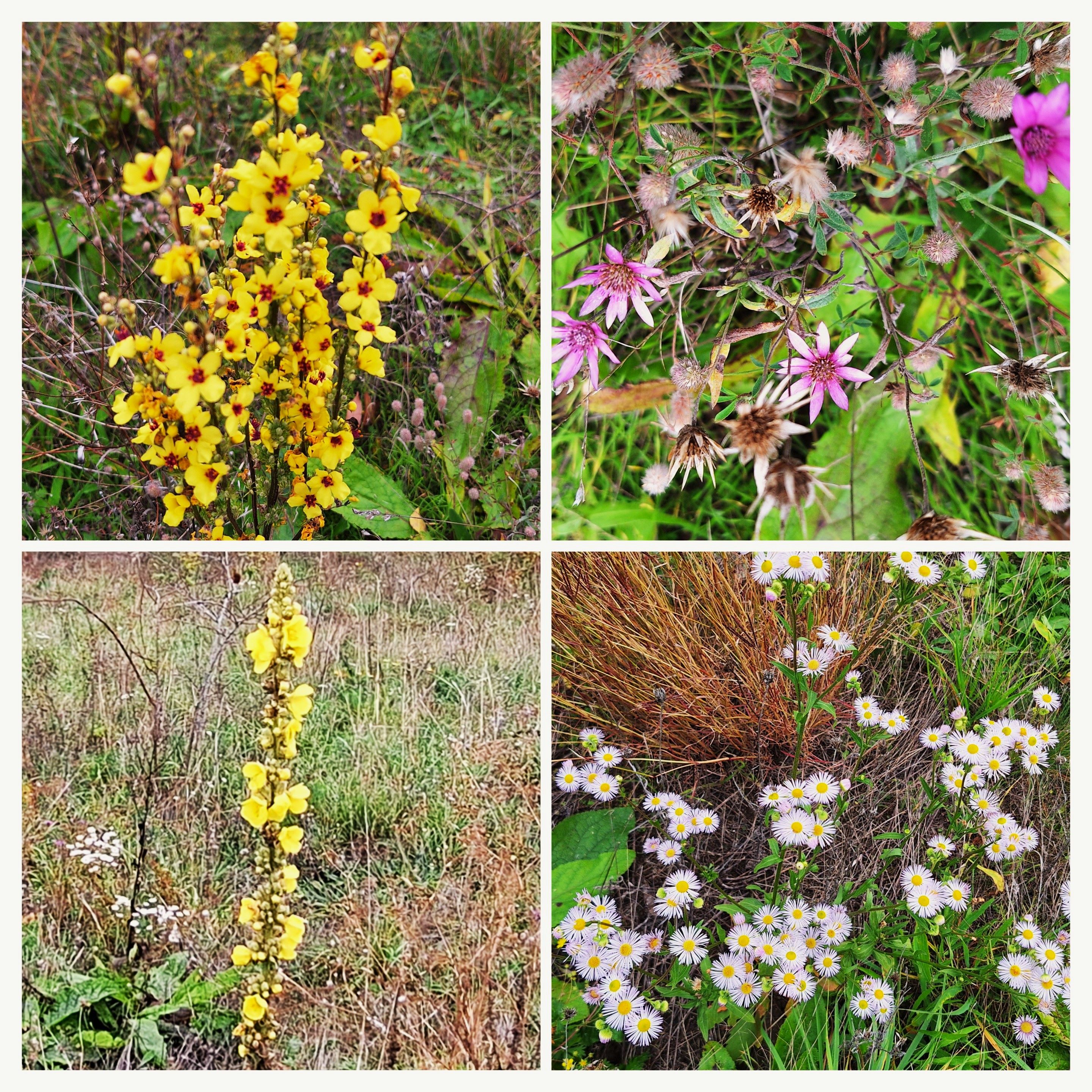 20251030_152202-collage.jpg