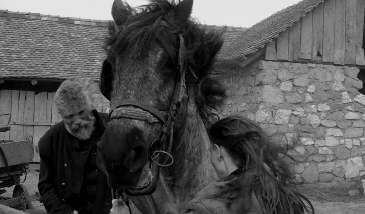 large_turin-horse.jpg