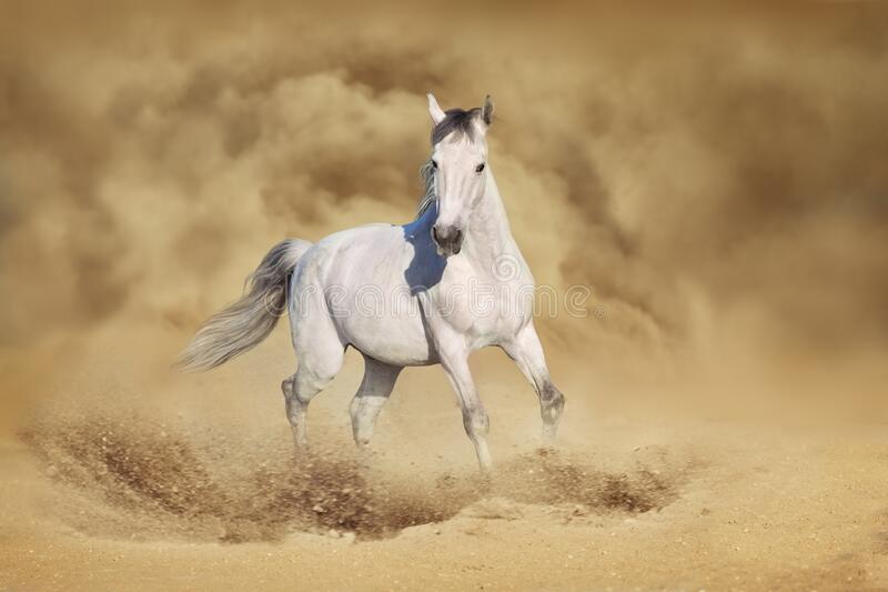 white-arabian-horse-free-run-desert-dust-172580272.jpg