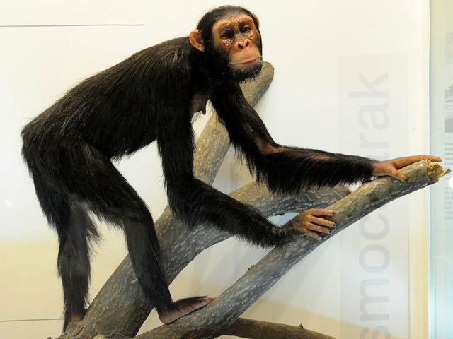 A Rudapithecus képes lehetett az emberhez hasonlóan felegyenesedve állni