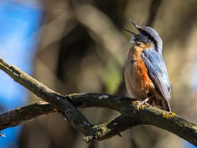 A madarak éneke is megváltozott a karantén alatt