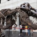 Dinoszauruszos trükközés árnyéka vetült az aukcióra