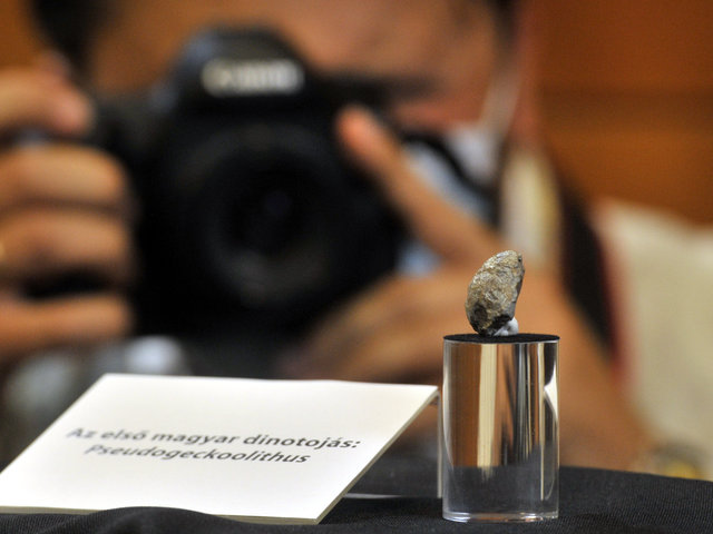 Azonosították az első magyarországi dinoszaurusztojás-leletet