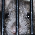 A kutatók szerint a patkányok nem tudnak ellenállni az ütemnek