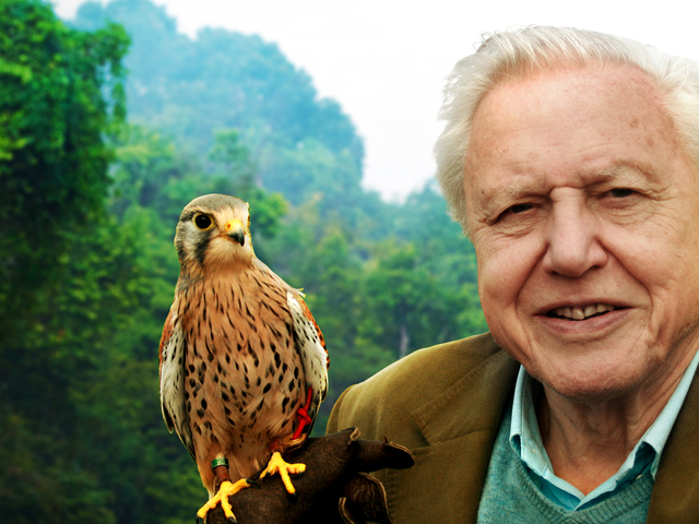David Attenborough fogja képviselni az emberek véleményét az ENSZ éghajlatváltozási tanácskozásán