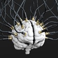 Új agykérgi felfedezést tettek magyar kutatók