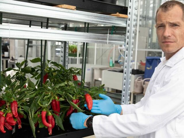 Űrkertészeti kutatást indít a Debreceni Egyetem