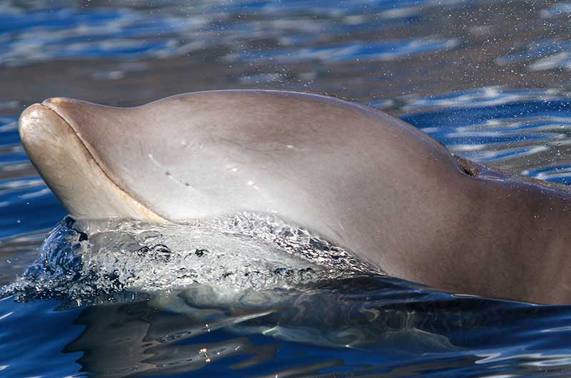 cuviers-beaked-whale-ziphius-cavirostris.jpg